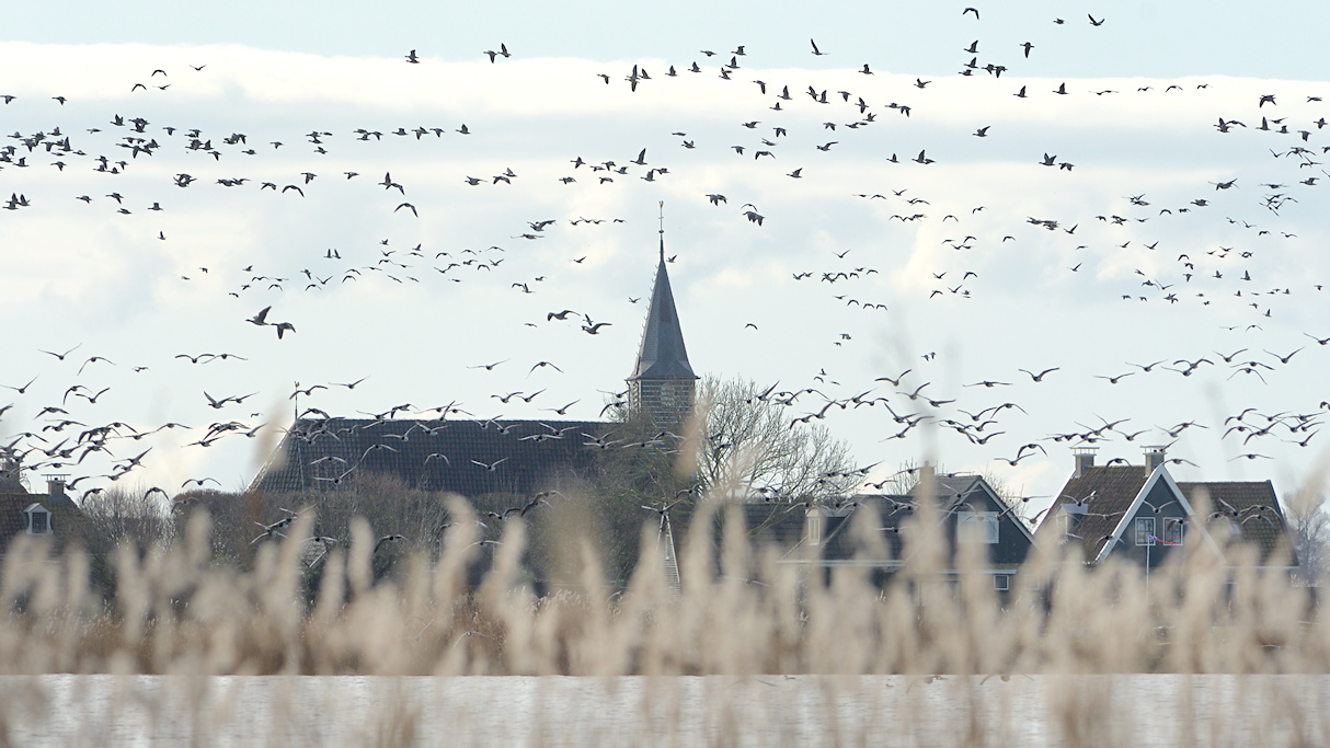 Brandganzen boven S�nfurd