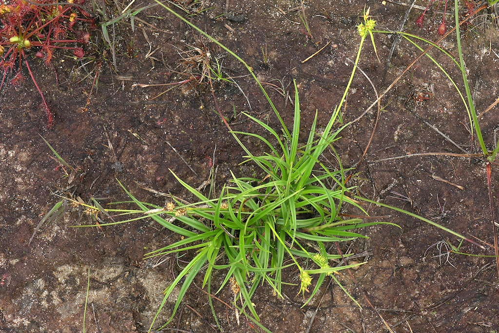 Pilzegge, Carex pilulifera