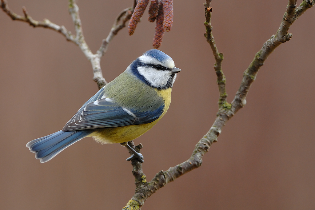 Pimpelmees, Cyanistes caeruleus