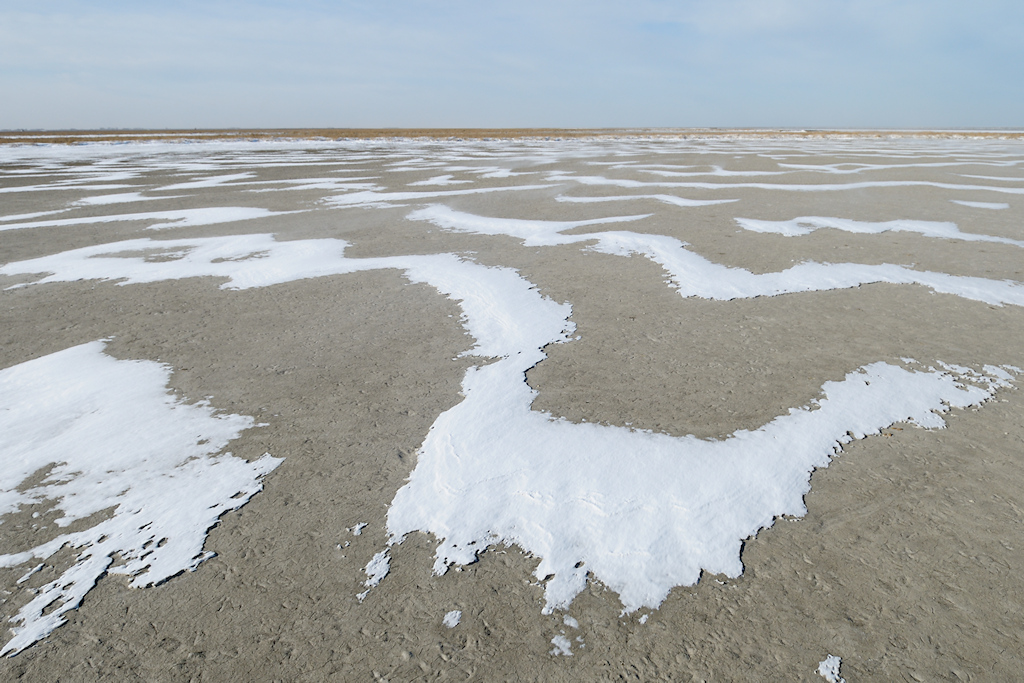 Sneeuwduintjes op kaal slik