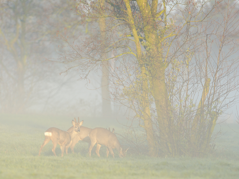 Drie Ree�n lopen grazend in een landschap met houtsingels