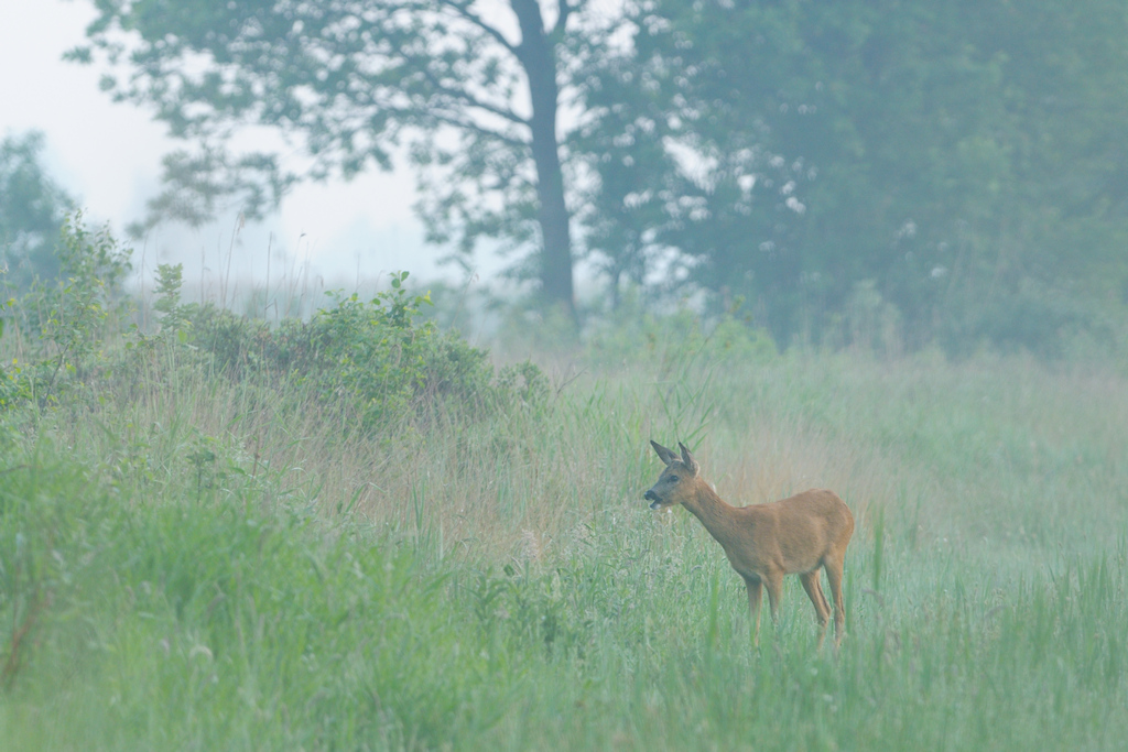 Reegeit in een laagveenlandschap