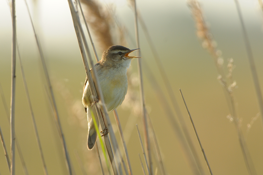 Rietzanger in tegenlicht tussen het Riet