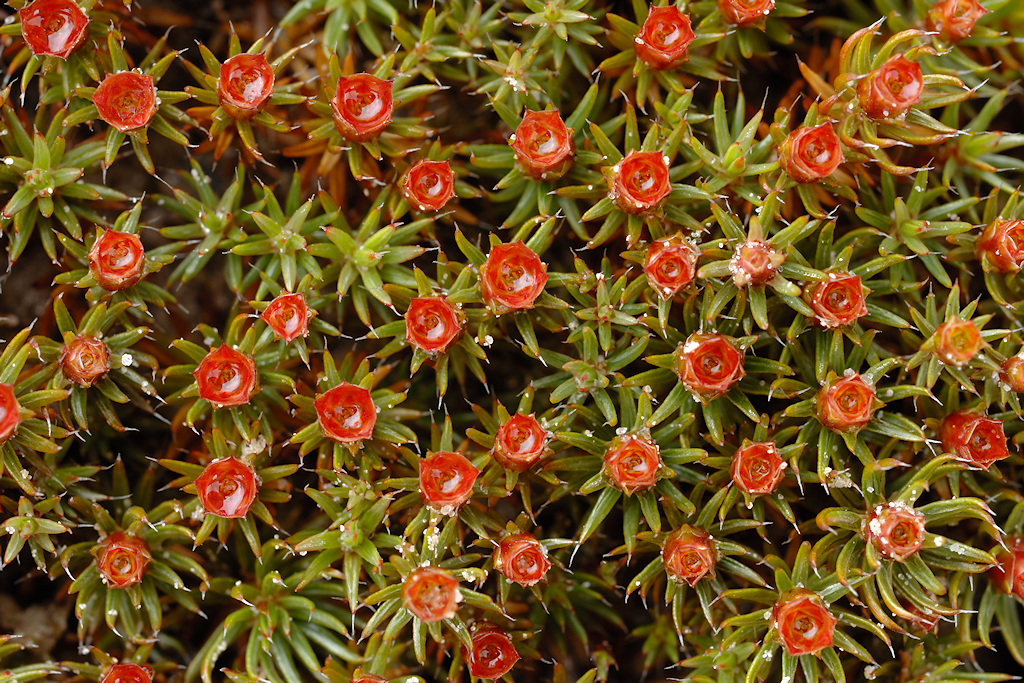 Ruig Haarmos, Polytrichum piliferum