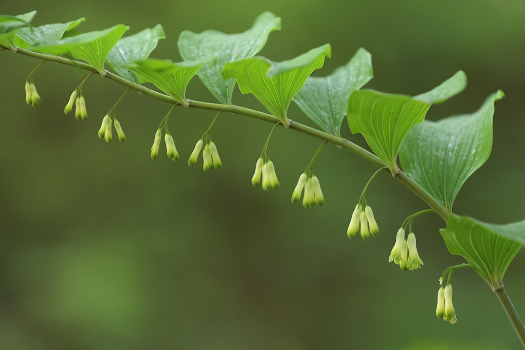 Gewone Salomonszegel, Polygonatum multiflorum