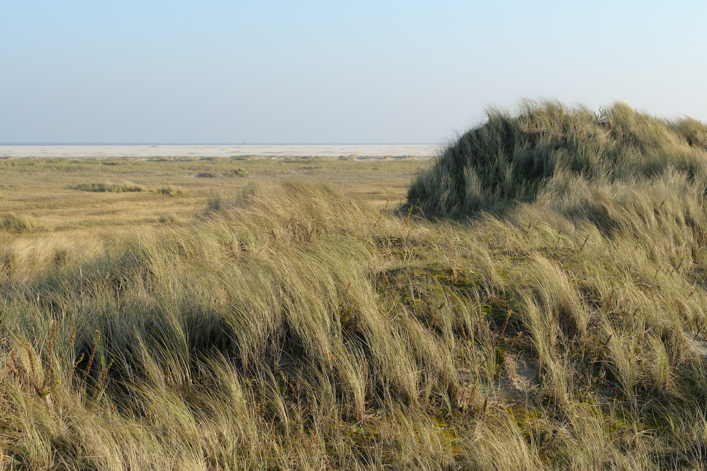 Schiermonnikoog, overgang van duin naar de strandvlakte van de Balg