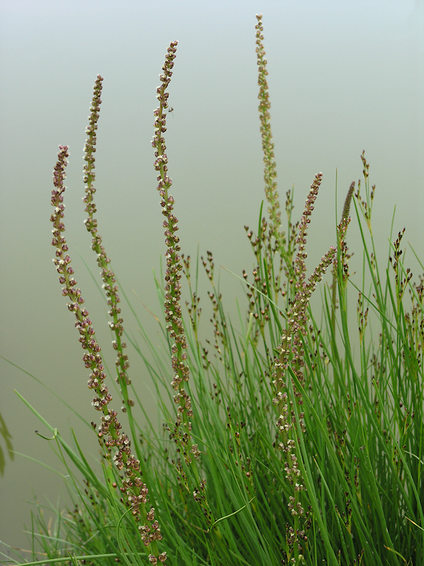 Schorrenzoutgras, Triglochin maritima