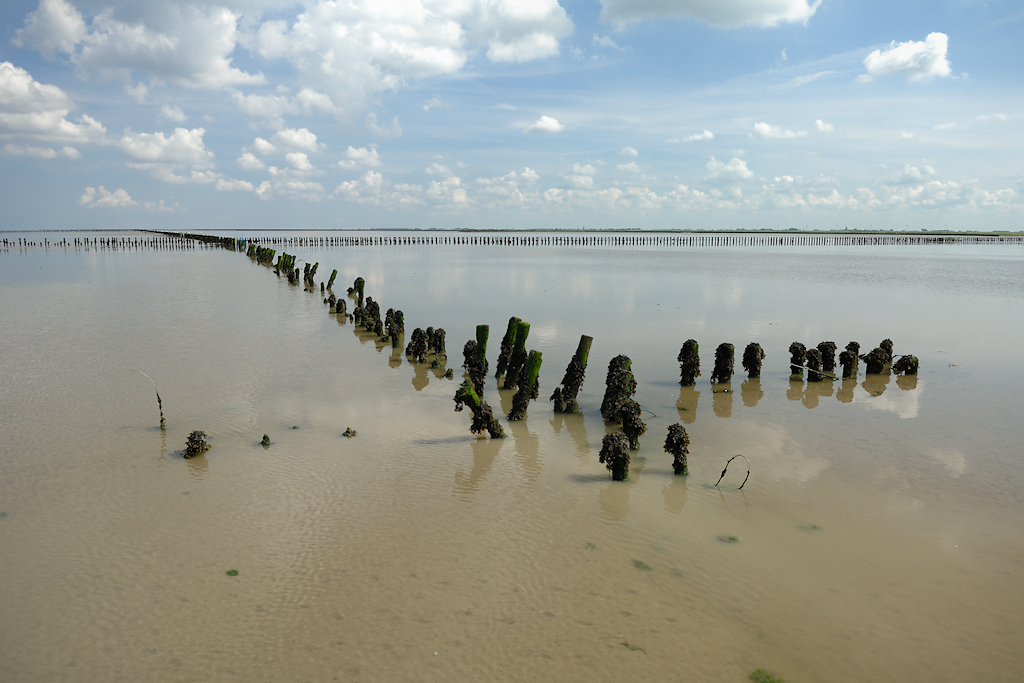 Vervallen buitenste rijshoutdammen op het Wad
