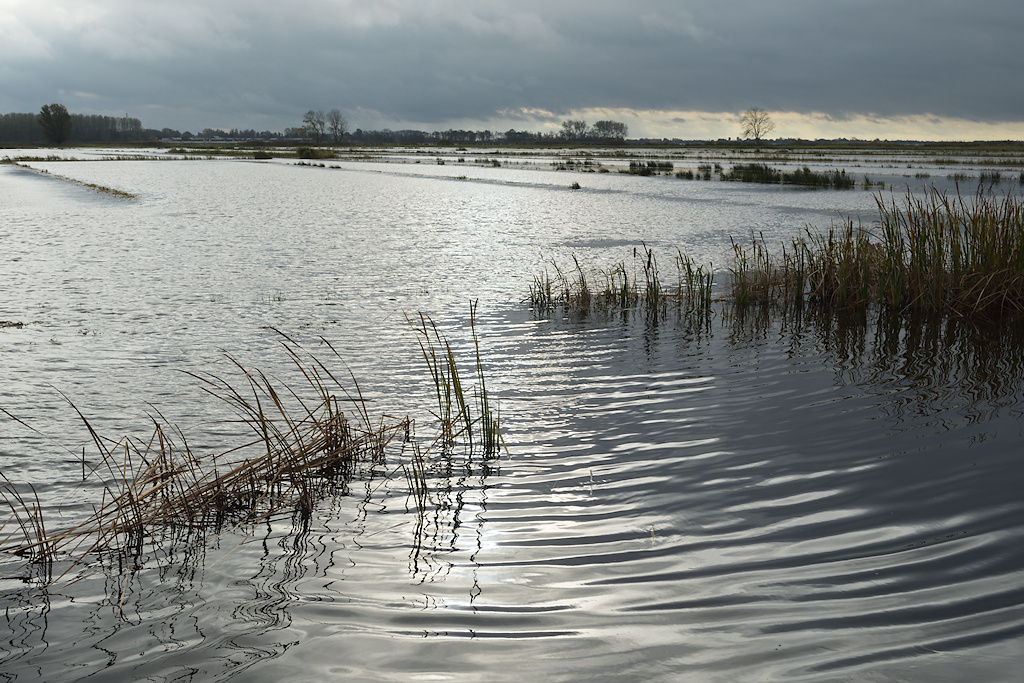 Ondergelopen zomerpolder bij het Sneekermeer