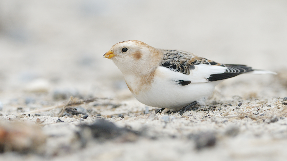 Sneeuwgors, Plectrophenax nivalis