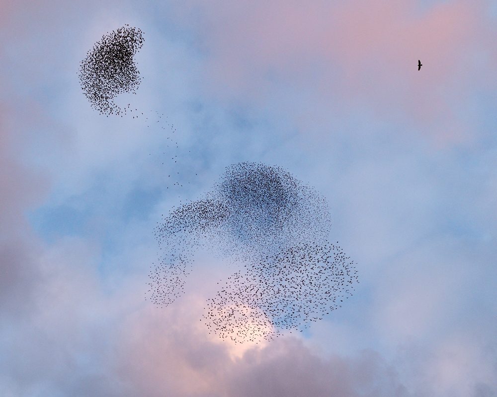 Spreeuwenzwerm met Roofvogel