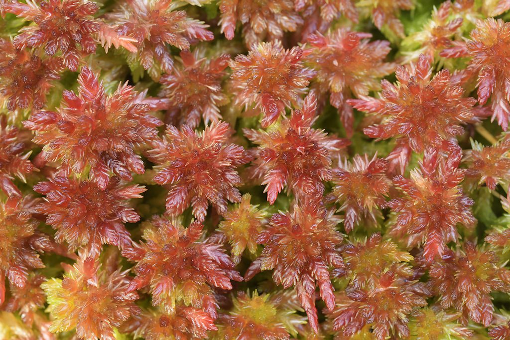 Stijf veenmos, Sphagnum capillifolium