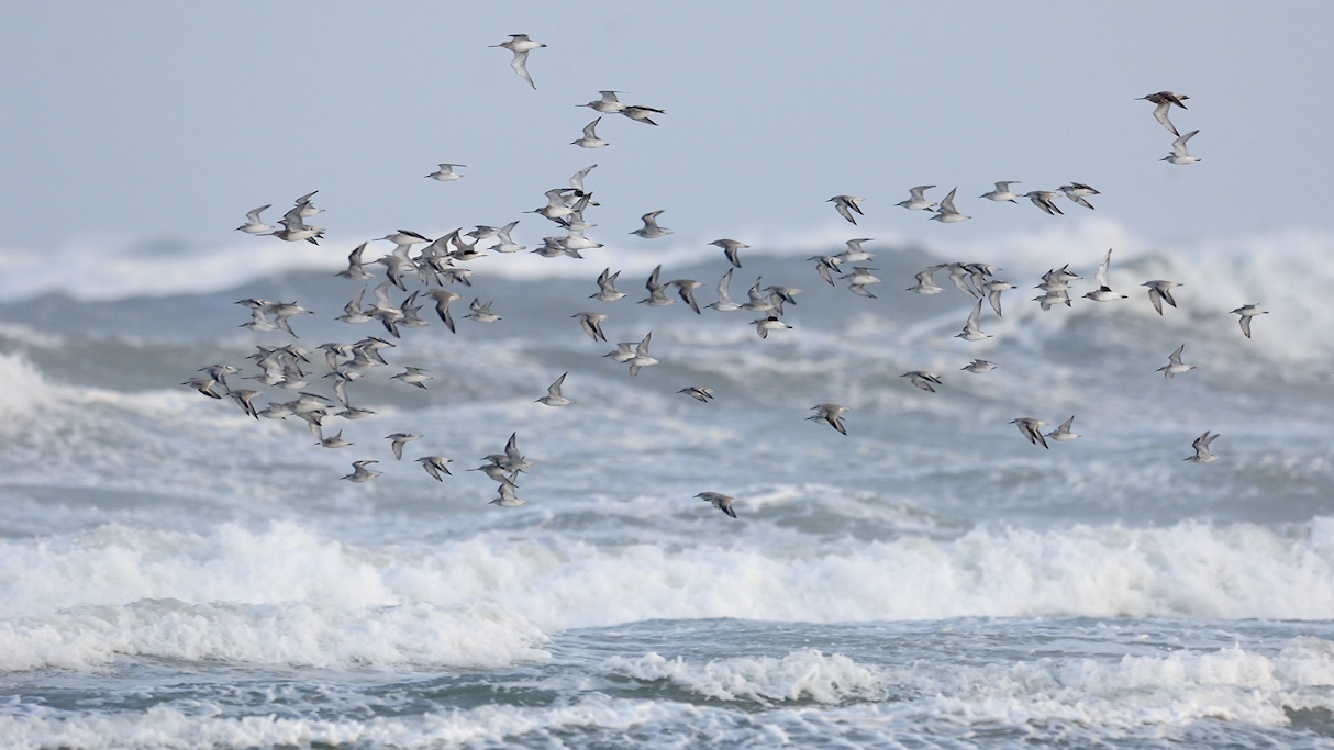 Steltlopers in een storm