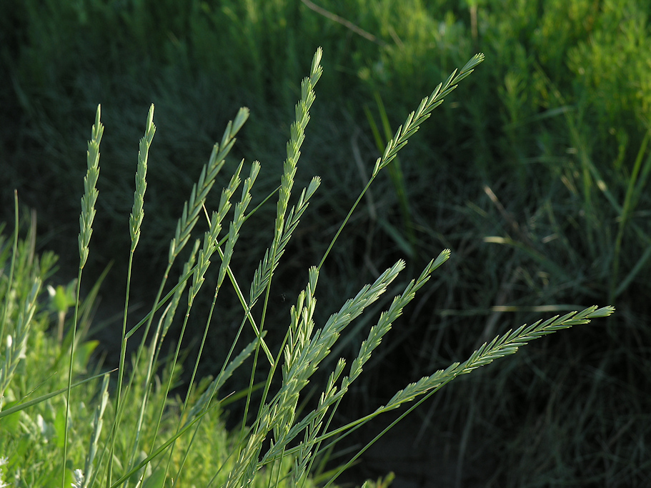 Strandkweek, Elymus athericus