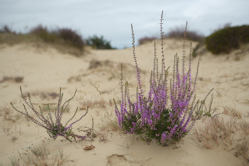 Struikhei, Calluna vulgaris