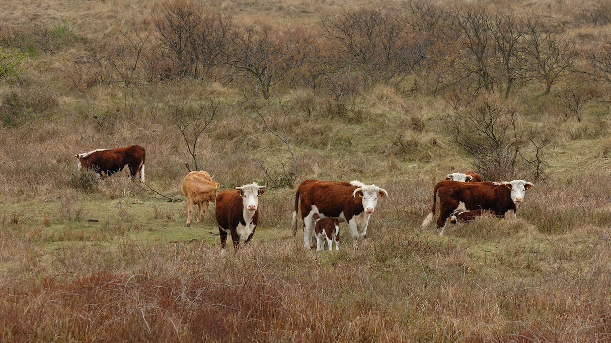Terschelling, begrazing in de Tordunen bij Oosterend