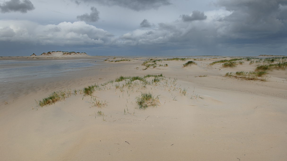 Terschelling, Duinvorming met Biestarwegras op de Noordsvaarder