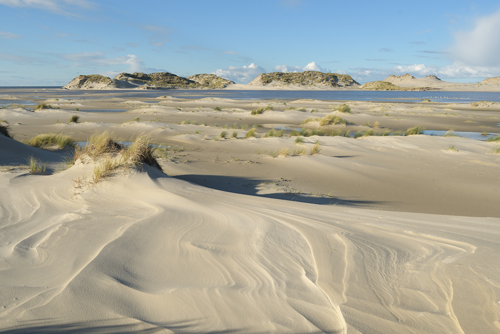 Gekerfde Zeereep aan de Westkust van Terschelling