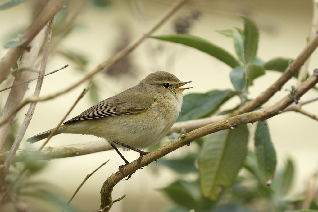 Tjiftjaf, Phylloscopus collybita