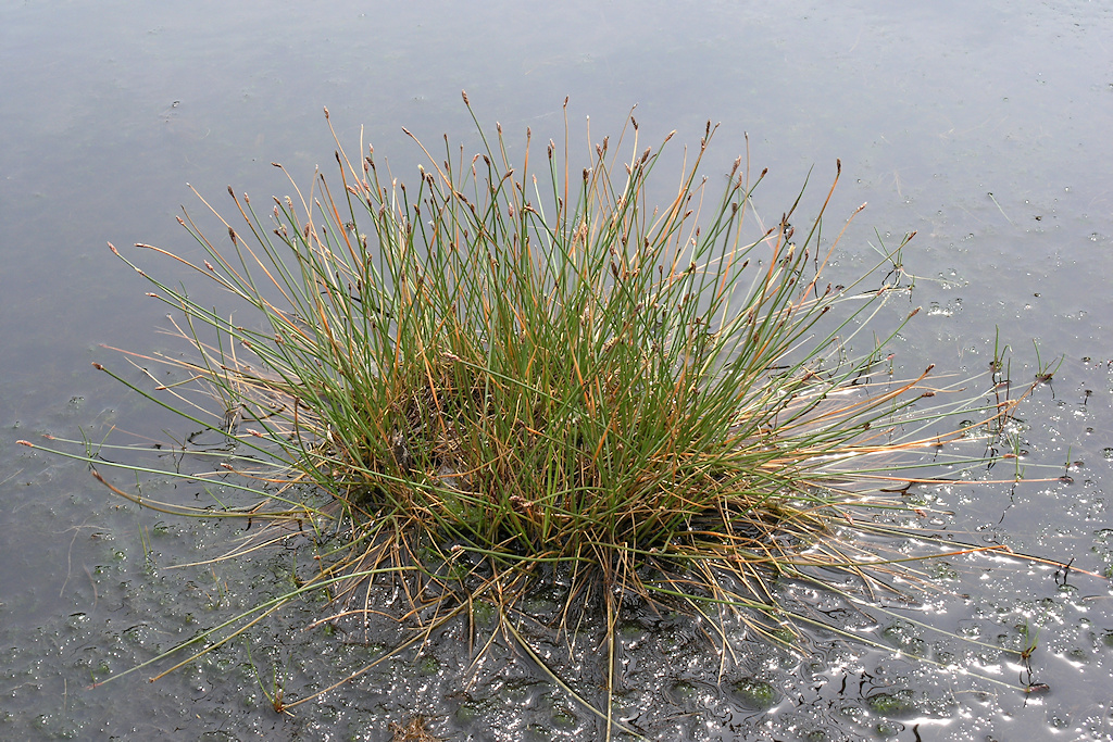 Veelstengelige Waterbies, Eleocharis multicaulis
