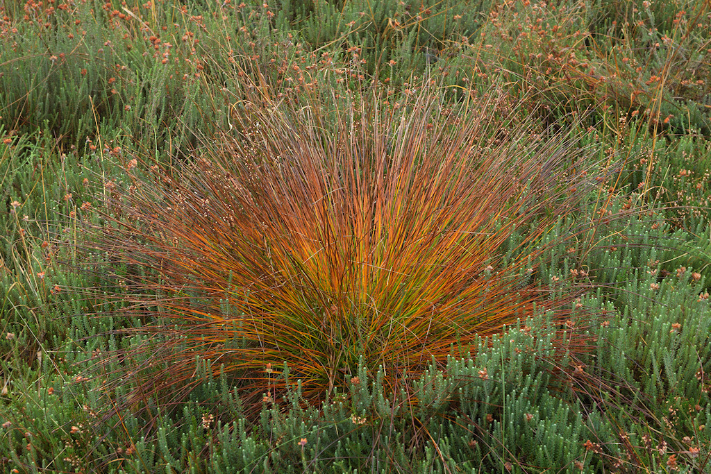 Veenbies, Trichophorum germanicum