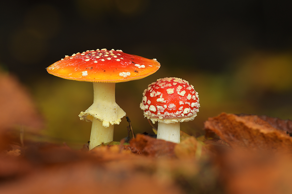 Vliegenzwam, Amanita muscaria