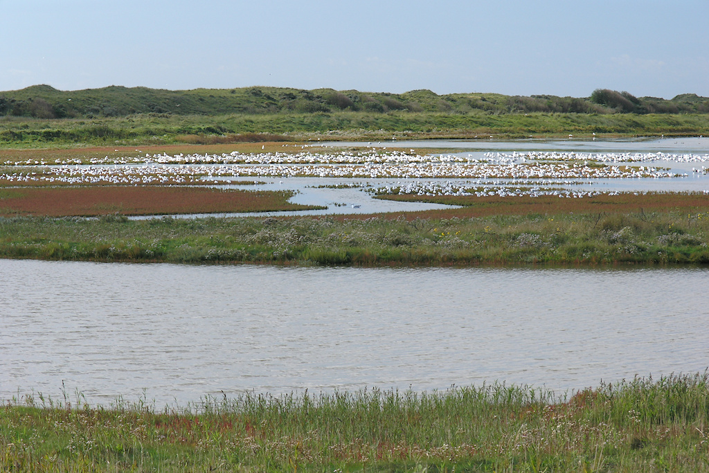 Vlieland, Kroon's polders