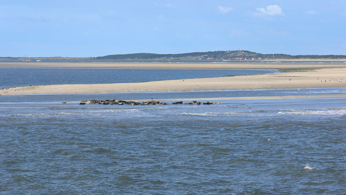 Vlieland, Zeehonden op Richel