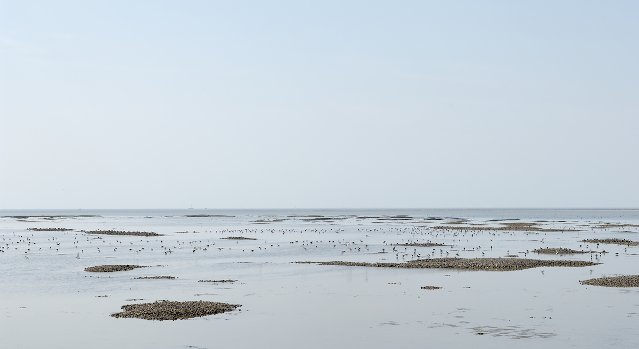 Bonte Strandlopers foerageren tussen Mosselbanken