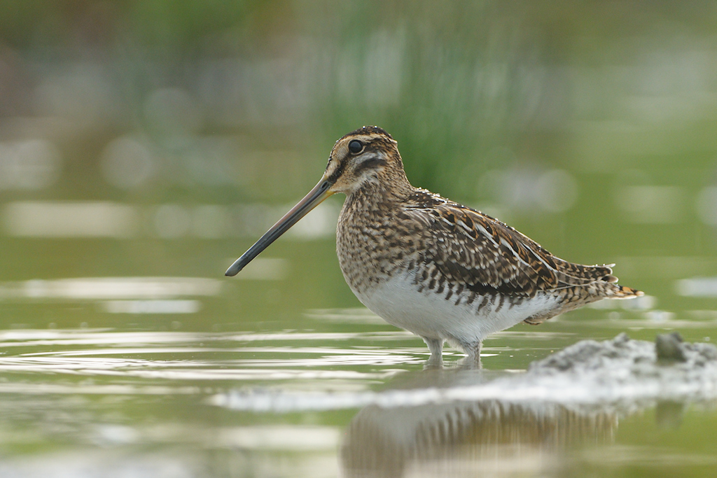 Watersnip, Gallinago gallinago