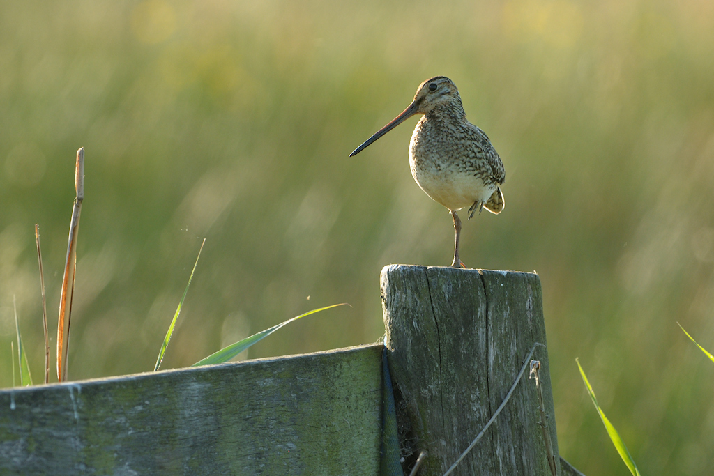 Watersnip als weidevogel op een hek
