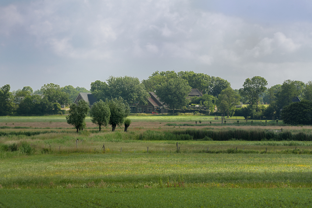 Westerklief