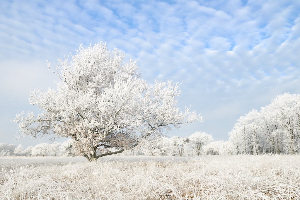 Eik in berijpt landschap
