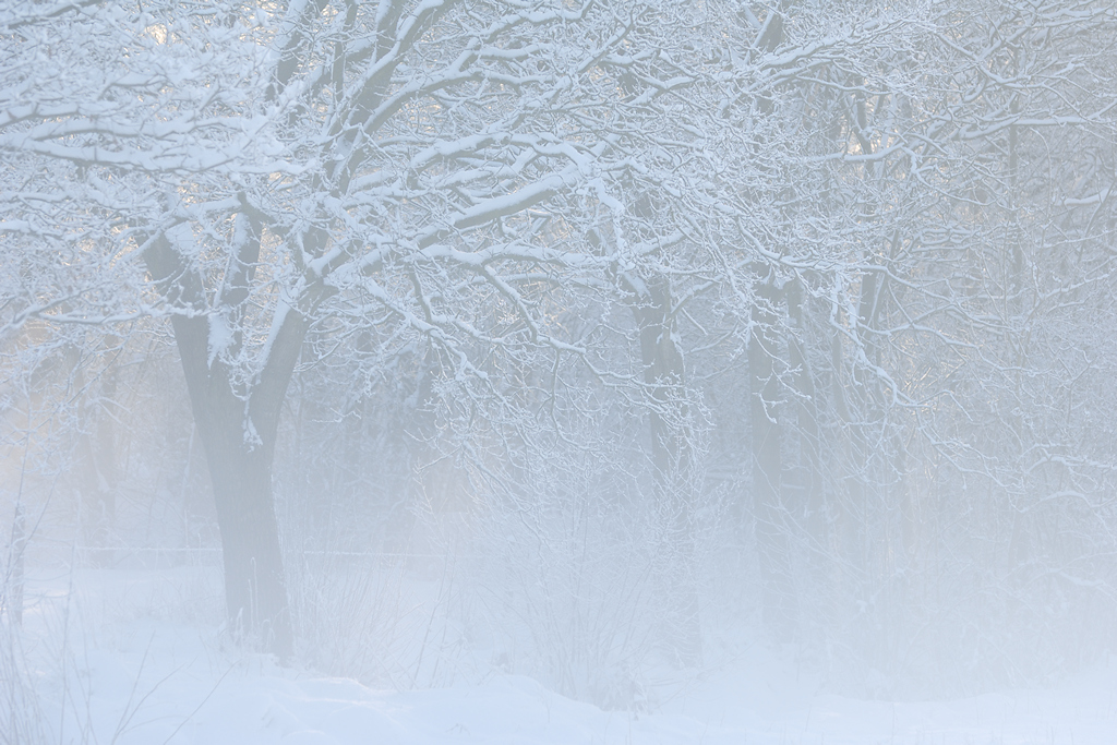 Mistig Winterlandschap