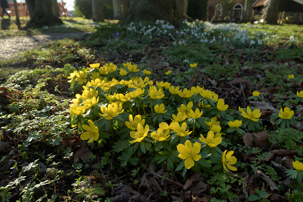 Eranthis hyemalis, We zien een polletje met Winterakoniet in de tuin van Martenastate
