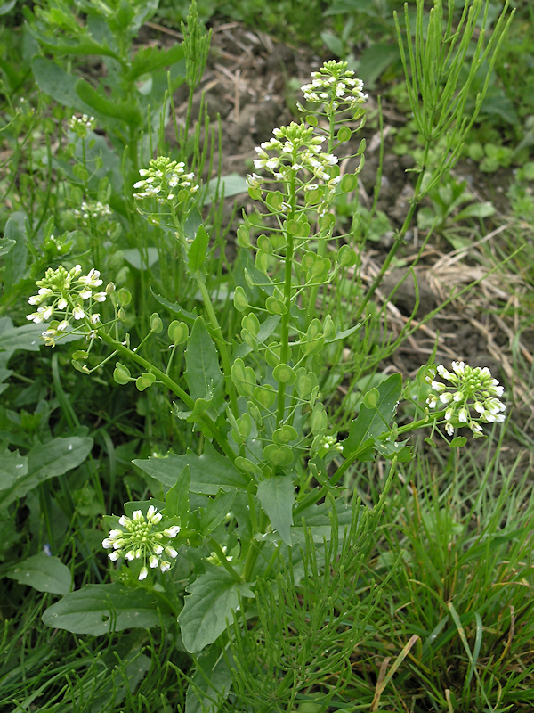 Witte krodde, Thlaspi arvense