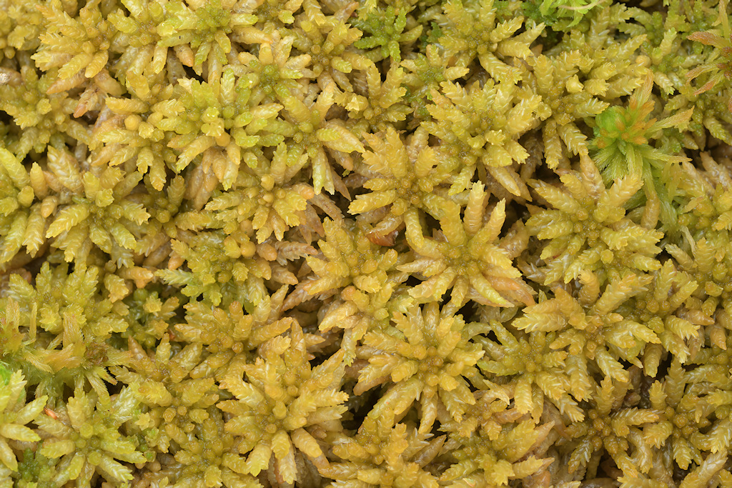 Wrattig Veenmos, Sphagnum papillosum