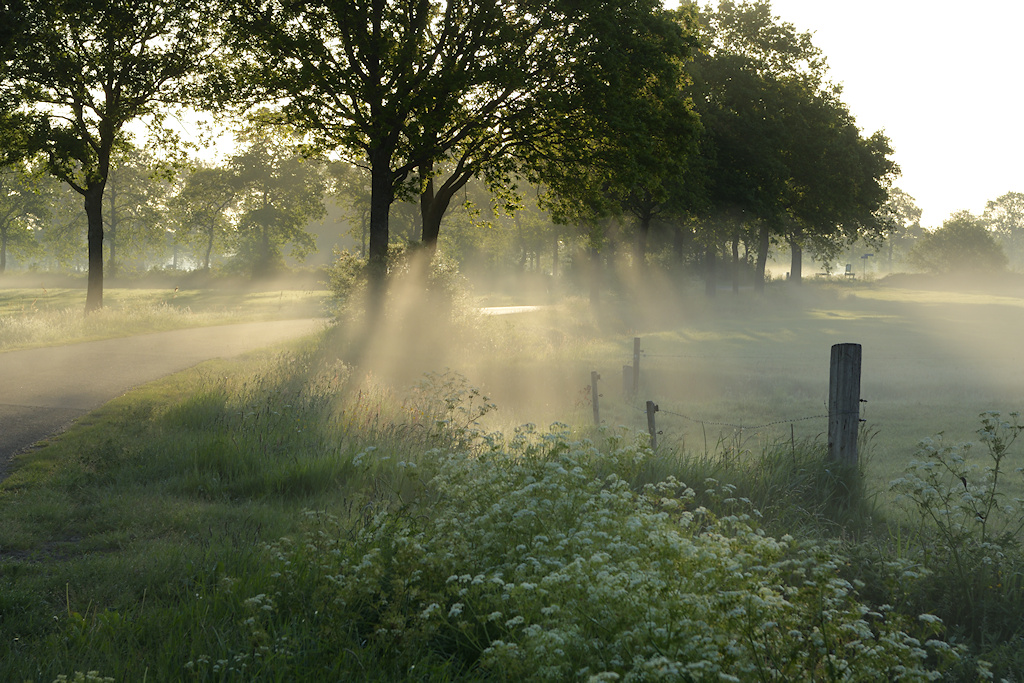 Ochtendnevel in het landschap rond Wijnjewoude