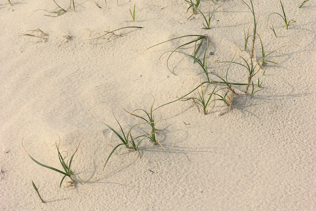 Zandzegge, Carex arenaria