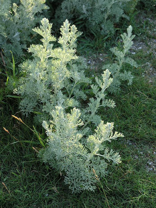 Zeealsem, Artemisia maritima