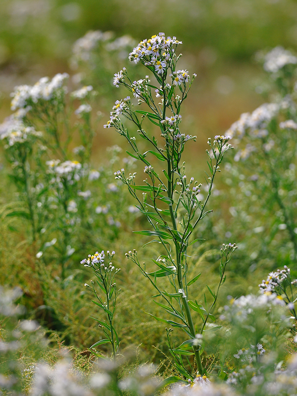 Zulte, Tripolium pannonicum