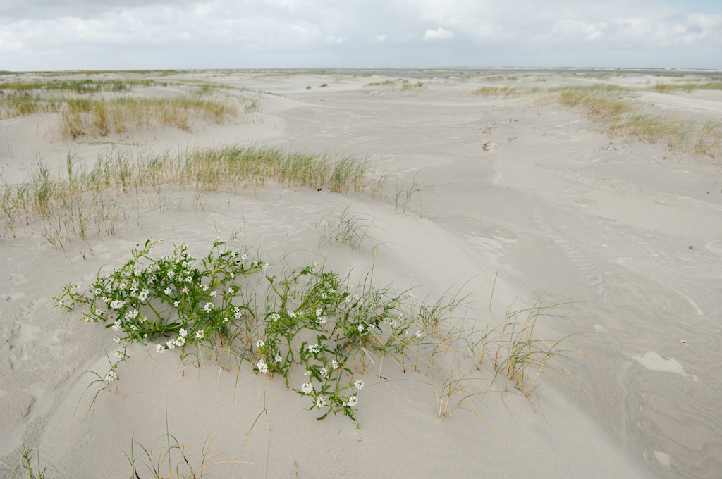 Zeeraket, Cakile maritima