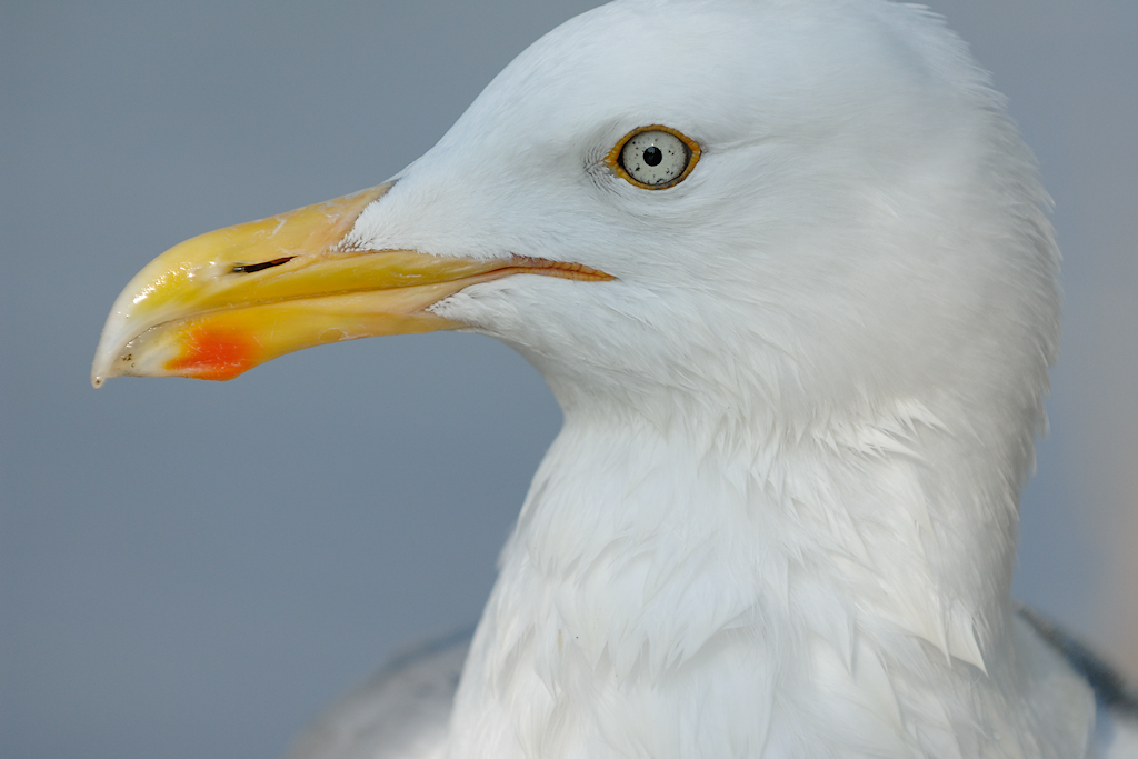 Portret van een Zilvermeeuw, Larus argentatus