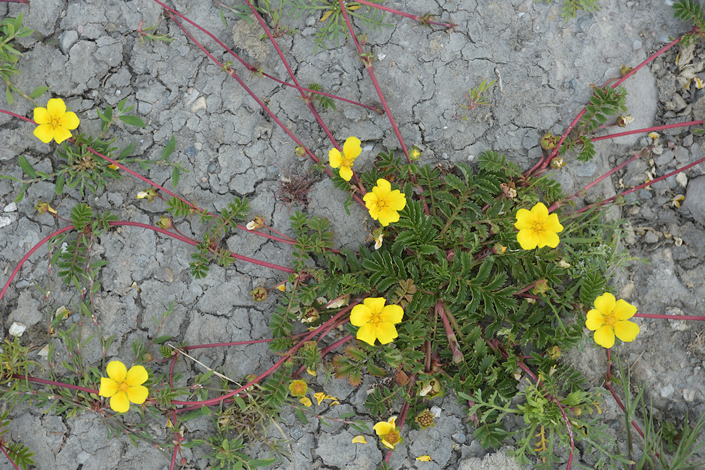 Zilverschoon, Potentilla anserina