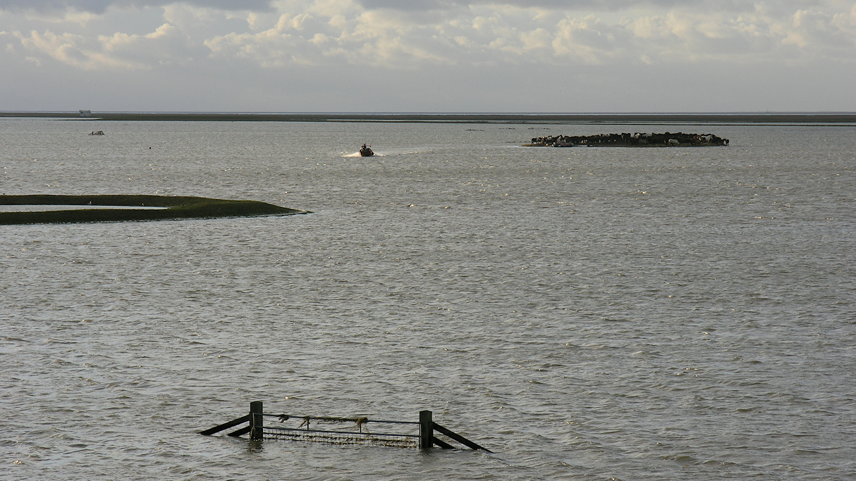 Paarden op een ringdobbe na stormvloed