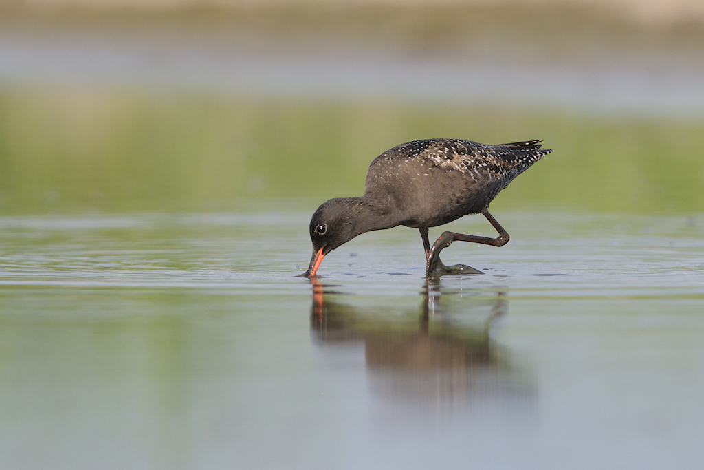 Foeragerende Zwarte Ruiter, Tringa erythropus in zomerkleed