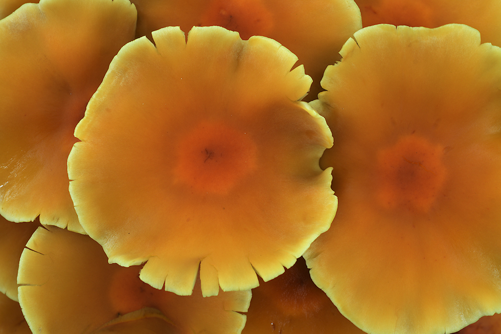 Gewone zwavelkop, Hypholoma fasciculare