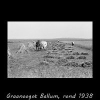 Ameland, Graanoogst bij Ballum rond 1938