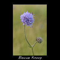 Blauwe Knoop, Succisa pratensis