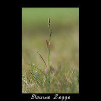 Blauwe Zegge, Carex panicea